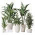 Indoor plant set 21 - Thumbnail 1