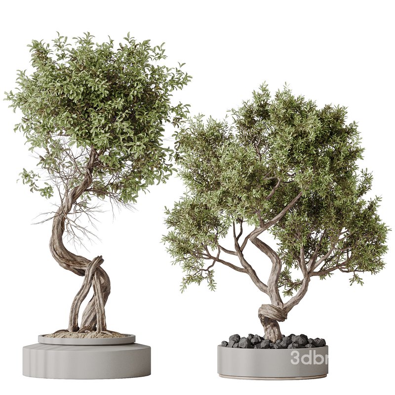 Indoor plant set 16 Image 1