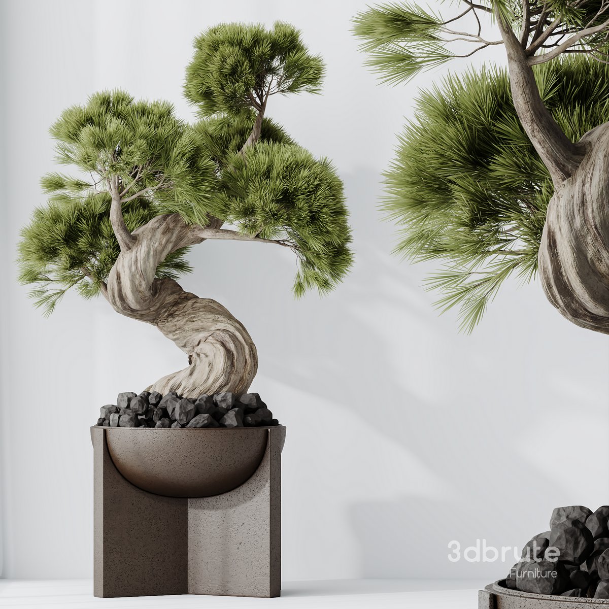 HQ HousePlants Bonsai Pinus Pentaphylla Thunbergii04 Image 3