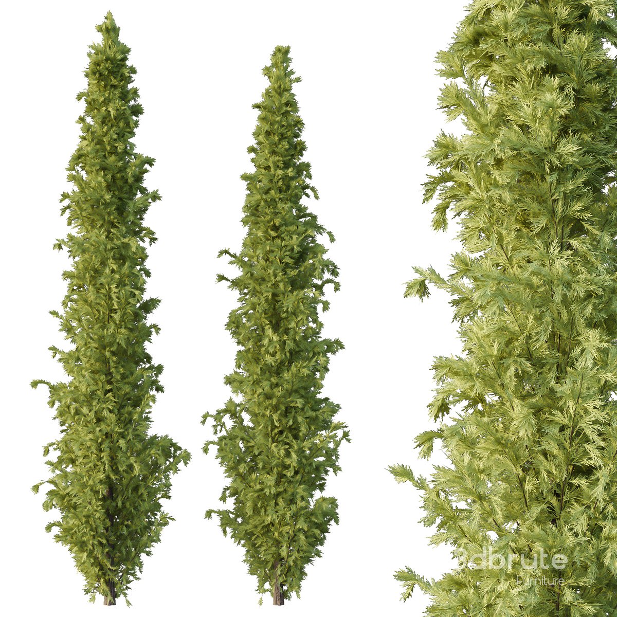 Cedrus deodara10 Image 1