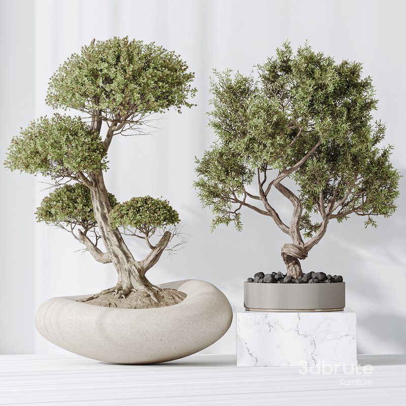 Indoor plant set 14 Image 1