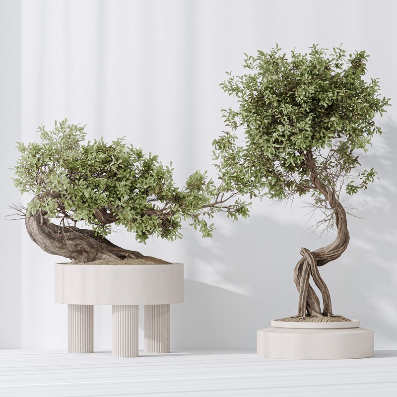 Indoor plant set 12 Image 1