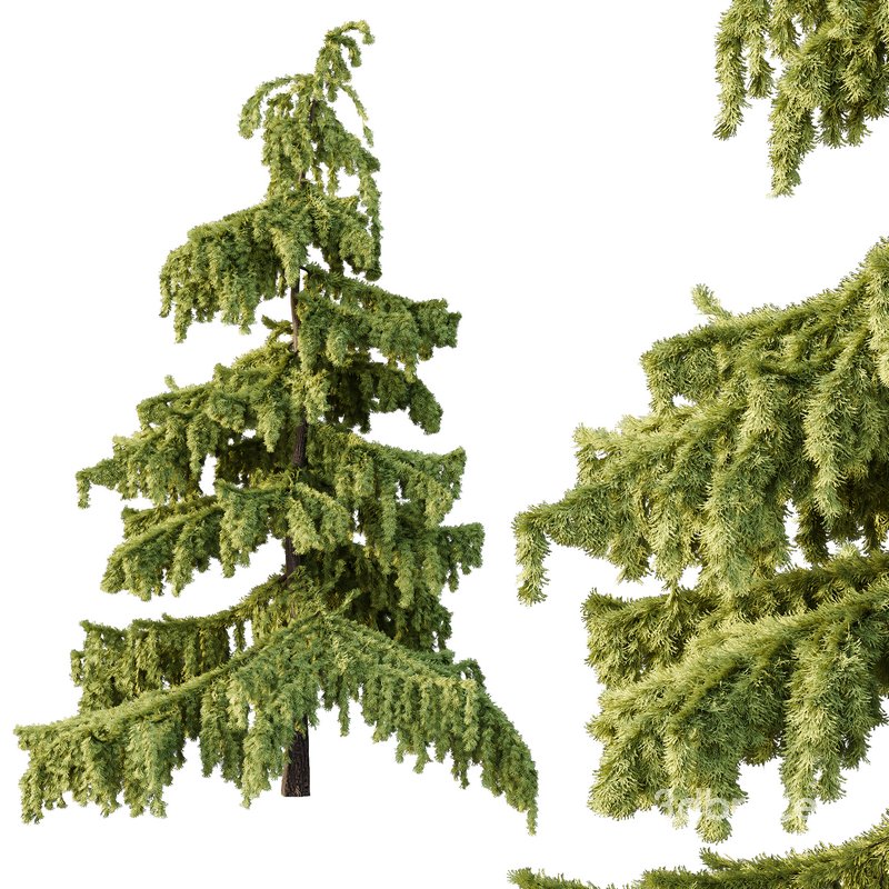 Cedrus deodara03 Image 4