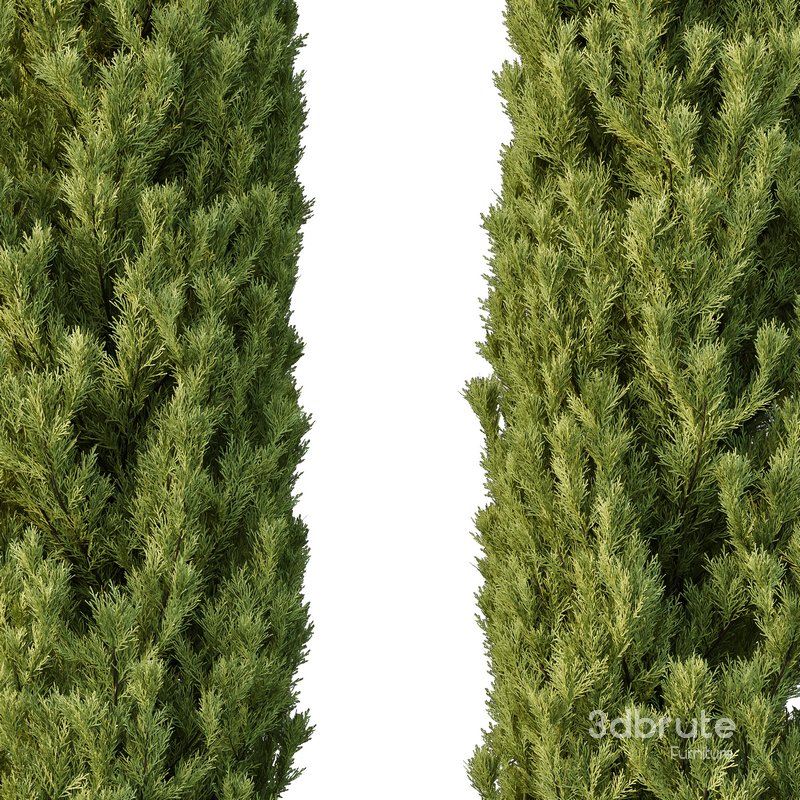 Cedrus deodara12 Image 2