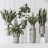 Indoor plant set 05 - Thumbnail 5