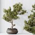 HQ HousePlants Bonsai Pinus Pentaphylla Thunbergii12 - Thumbnail 2