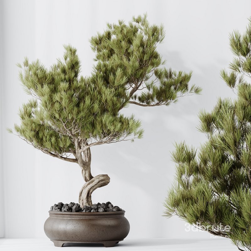HQ HousePlants Bonsai Pinus Pentaphylla Thunbergii12 Image 2