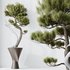 HQ HousePlants Bonsai Pinus Pentaphylla Thunbergii05 - Thumbnail 4