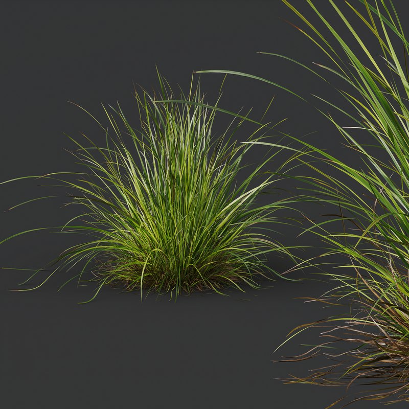 Grass 03 Image 3