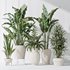 Indoor plant set 21 - Thumbnail 4