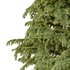 Cedrus deodara06 - Thumbnail 2