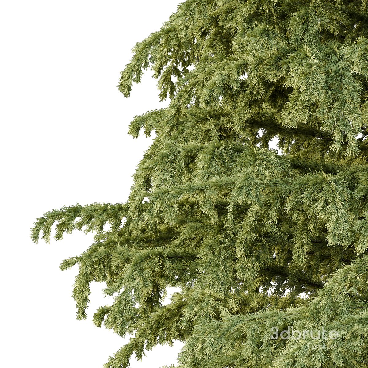 Cedrus deodara06 Image 2