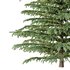 Cedrus deodara04 - Thumbnail 3