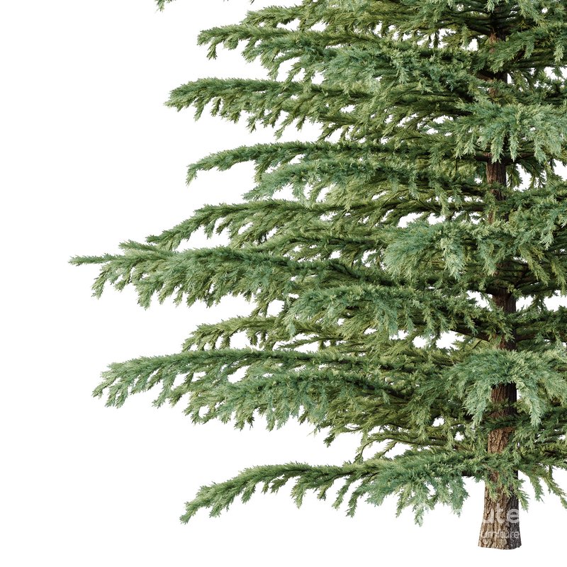 Cedrus deodara04 Image 3