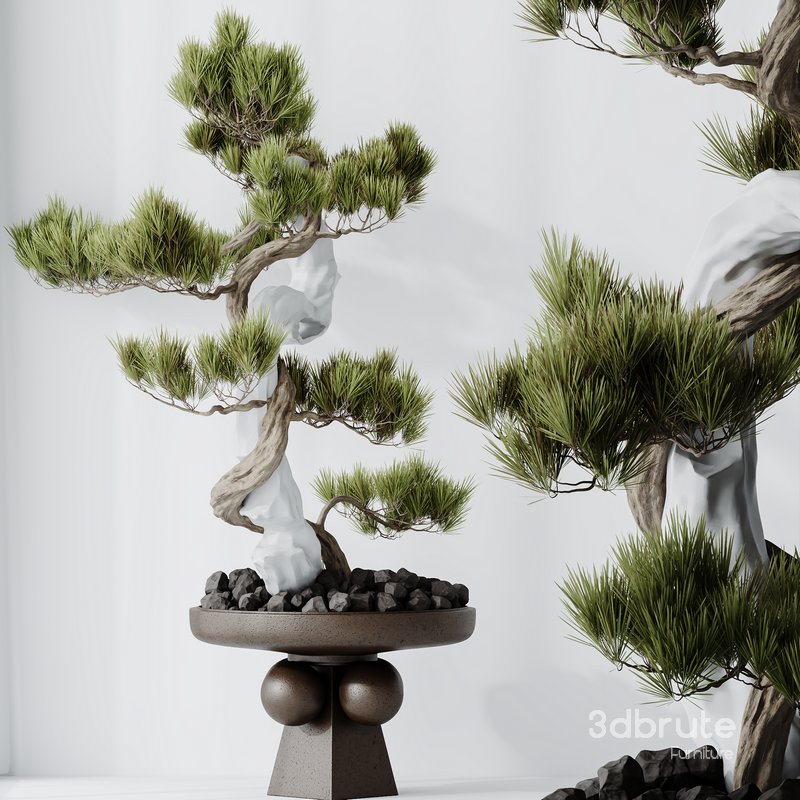 HQ HousePlants Bonsai Pinus Pentaphylla Thunbergii03 Image 2