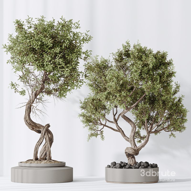 Indoor plant set 16 Image 5