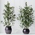 HousePlants Ficus Microcarpa Moclame Indian Laurel Set02 - Thumbnail 1