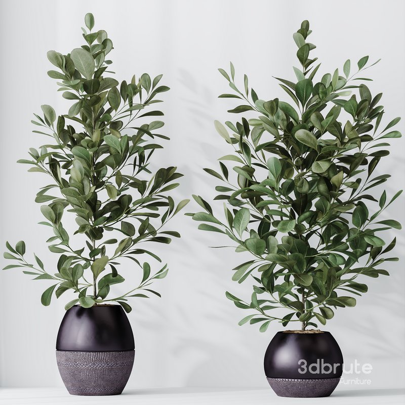 HousePlants Ficus Microcarpa Moclame Indian Laurel Set02 Image 1