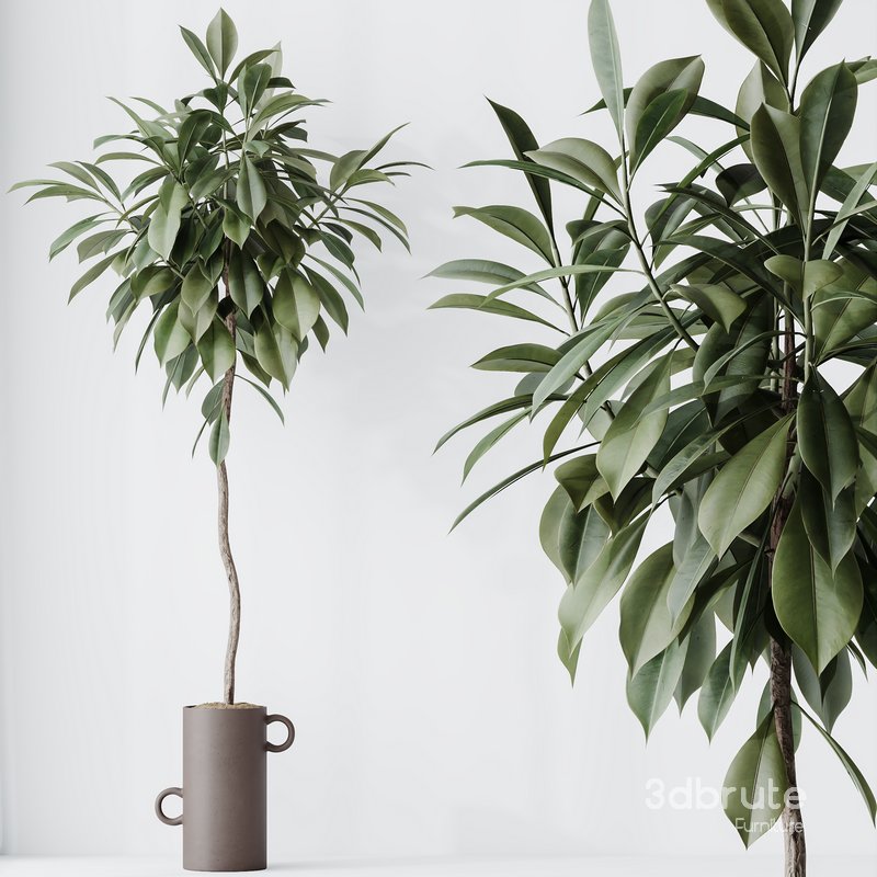 HousePlants Ficus Cyathistipula African Fig Set03 Image 1