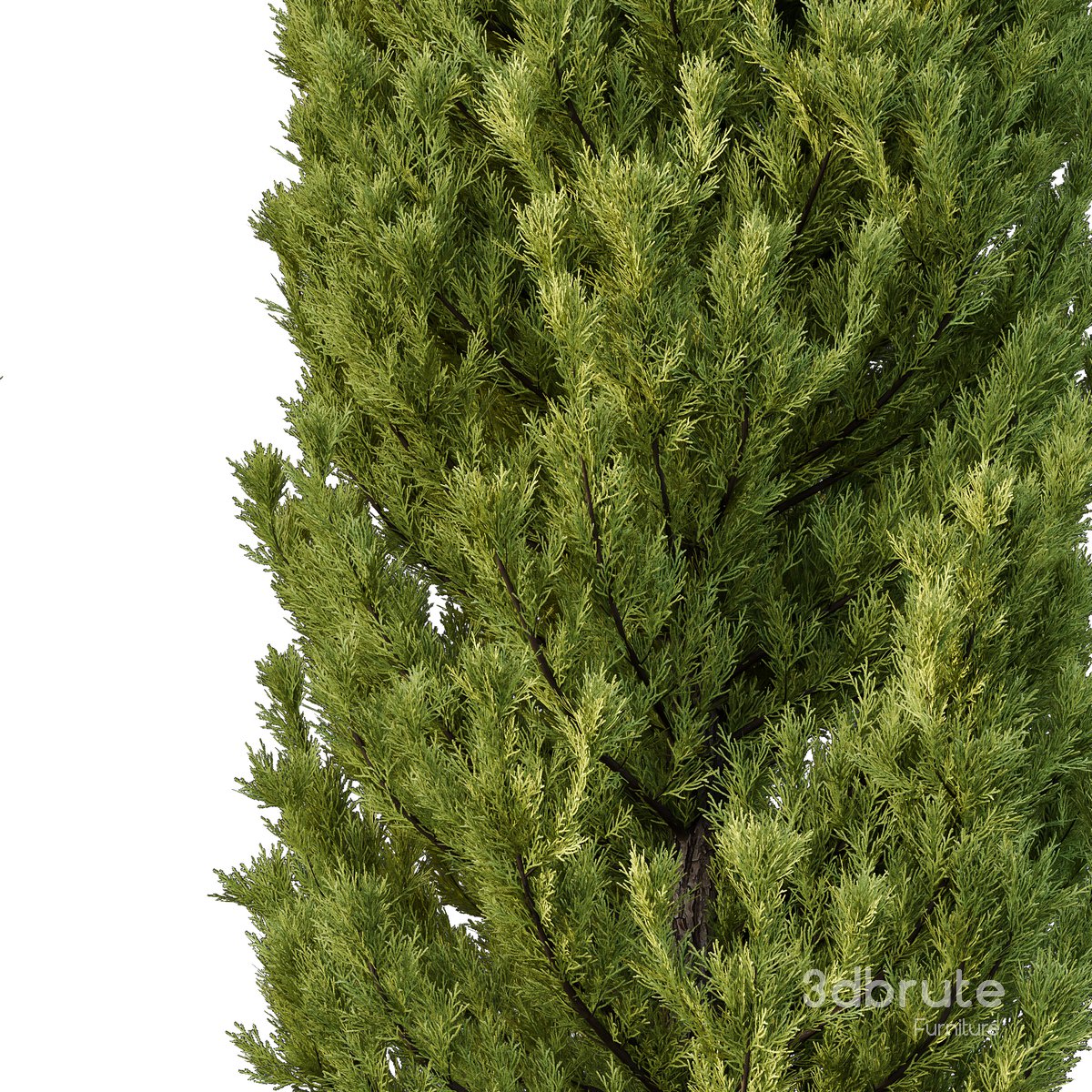 Cedrus deodara13 Image 2