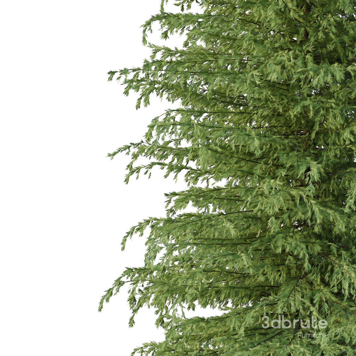 Cedrus deodara08 Image 3