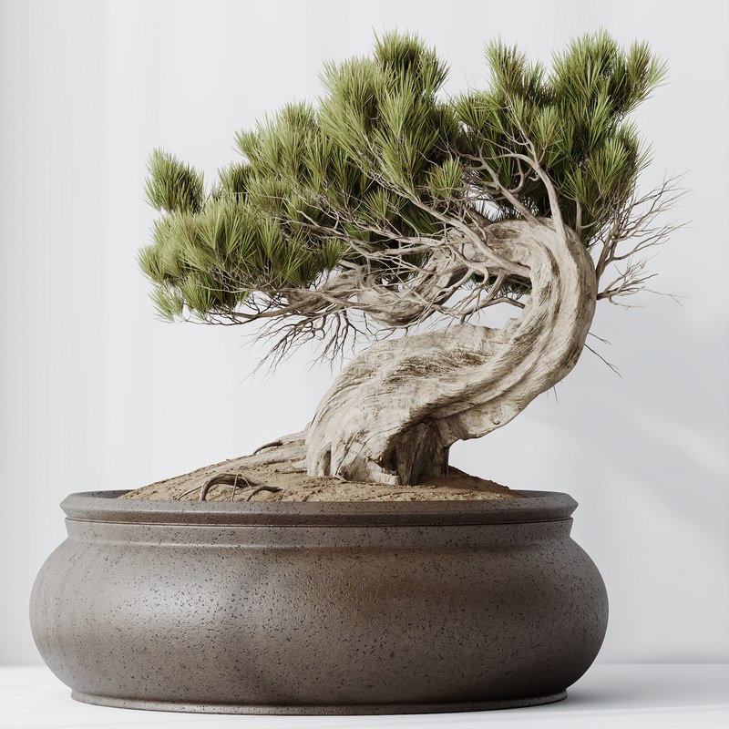 HousePlants Bonsai Pinus Pentaphylla Thunbergii09 Image 4