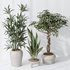 Indoor plant set 06 - Thumbnail 2