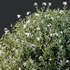 spring Flowering bush - Thumbnail 4