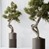 HousePlants Bonsai Pinus Pentaphylla Thunbergii10 - Thumbnail 4