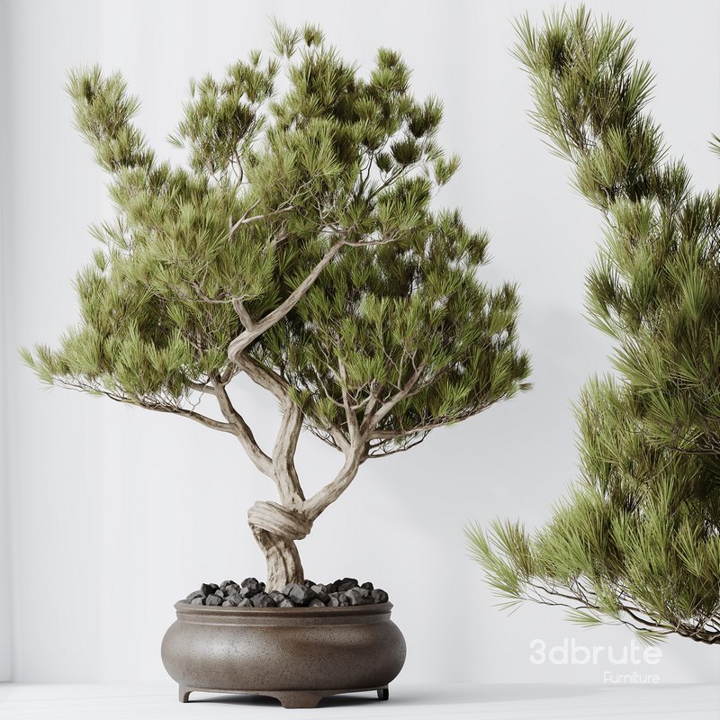 HQ HousePlants Bonsai Pinus Pentaphylla Thunbergii12 Image 3