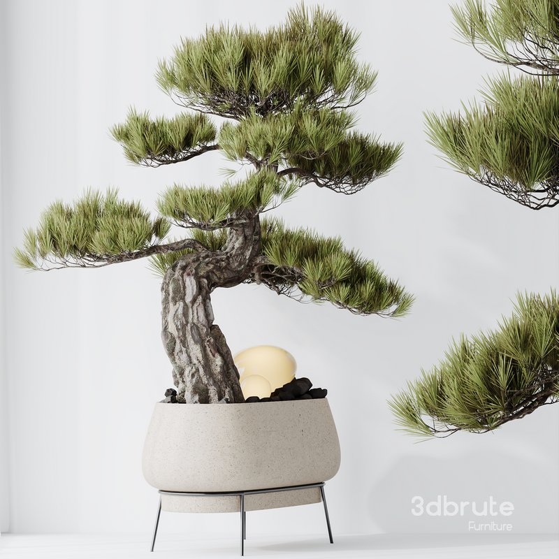 Indoor plant set 15 Image 3