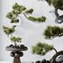 HQ HousePlants Bonsai Pinus Pentaphylla Thunbergii03 - Thumbnail 1