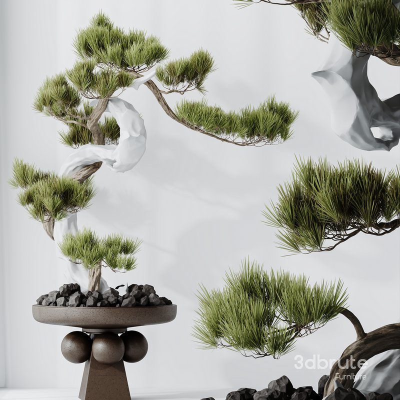 HQ HousePlants Bonsai Pinus Pentaphylla Thunbergii03 Image 1