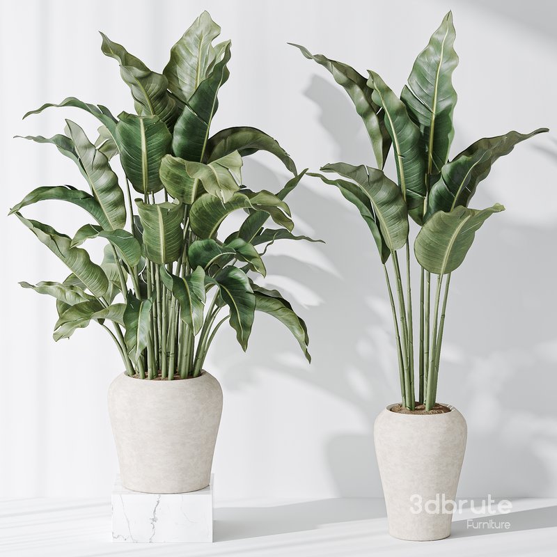 Indoor plant set 21 Image 2