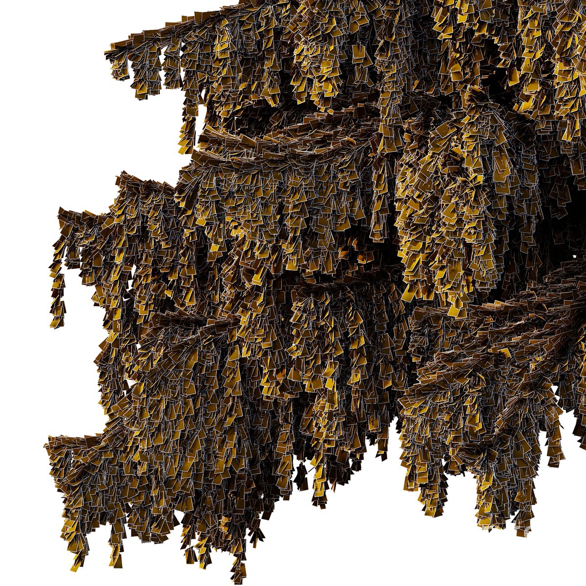 Cedrus deodara05 Image 3