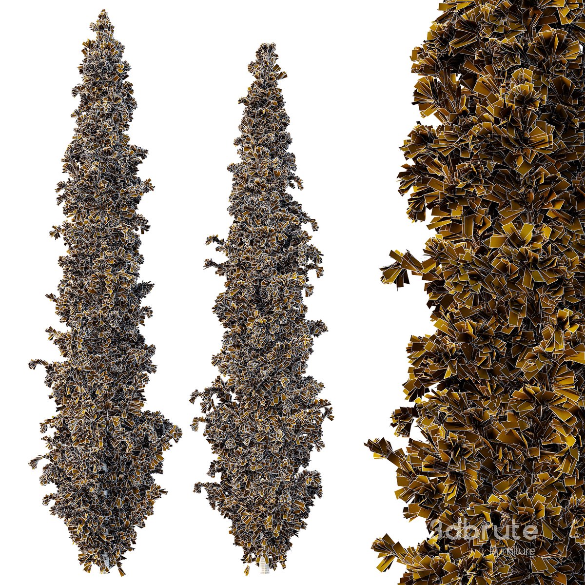 Cedrus deodara10 Image 3