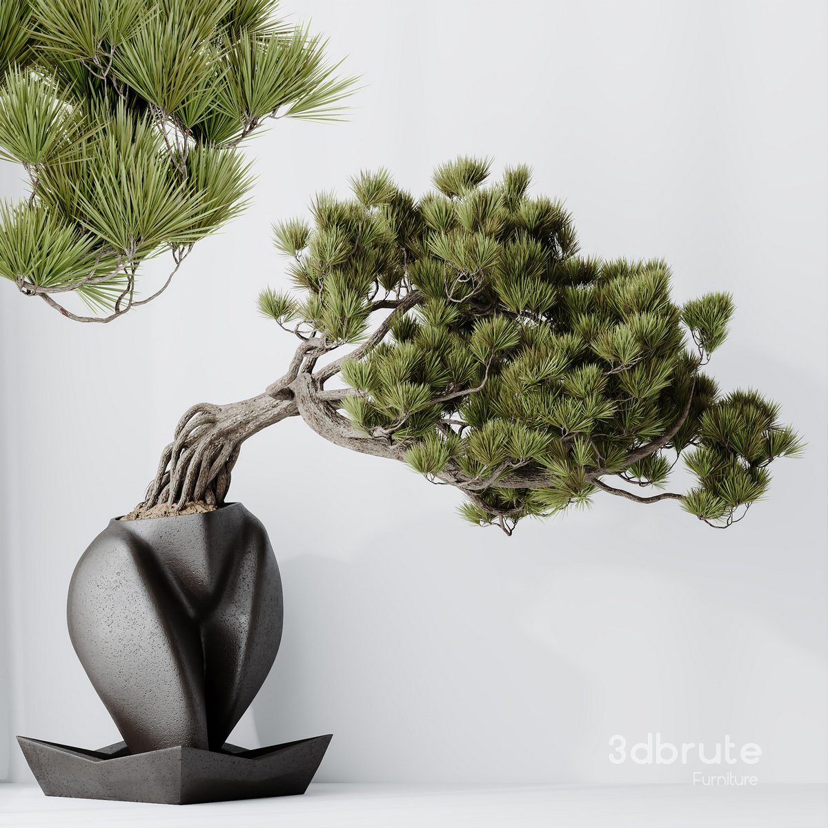 HousePlants Bonsai Pinus Pentaphylla Thunbergii06 Image 1