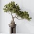 HQ HousePlants Bonsai Pinus Pentaphylla Thunbergii11 - Thumbnail 4