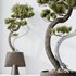 HQ HousePlants Bonsai Pinus Pentaphylla Thunbergii05 - Thumbnail 2