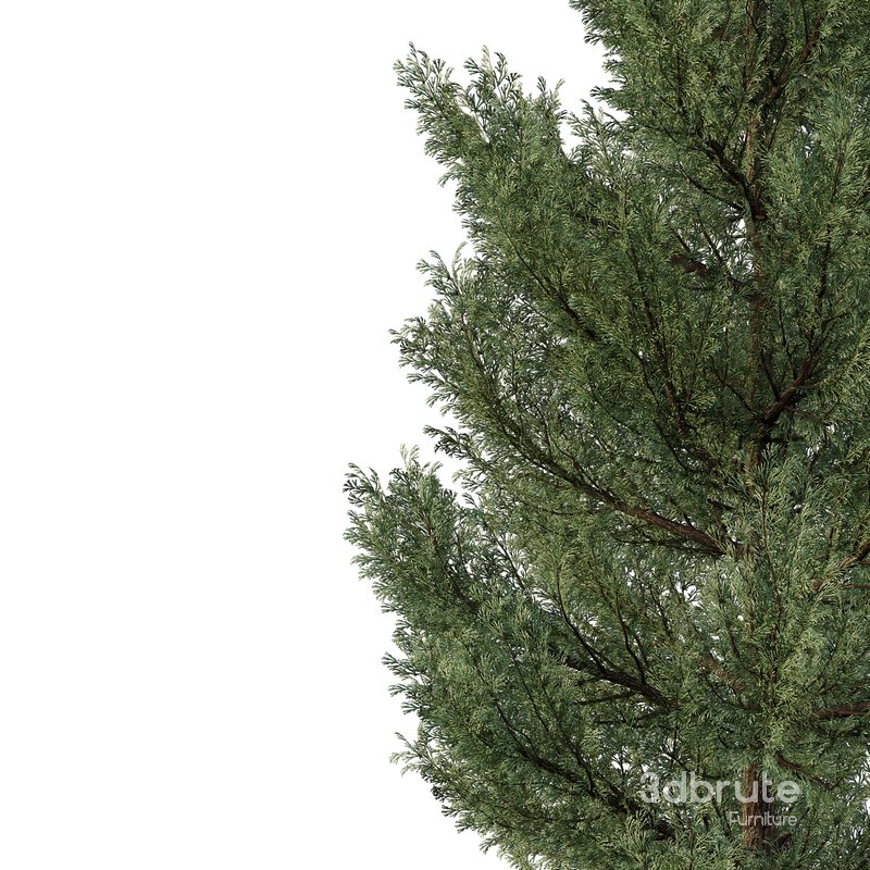 Cedar Tree02 Image 2