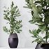 HousePlants Ficus Microcarpa Moclame Indian Laurel Set02 - Thumbnail 2