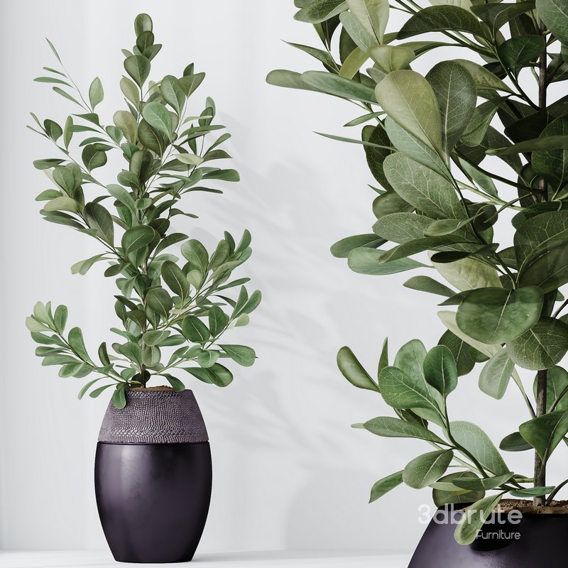 HousePlants Ficus Microcarpa Moclame Indian Laurel Set02 Image 2