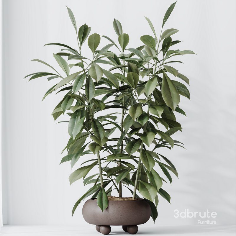 HQ HousePlants Ficus Cyathistipula African Fig Set02 Image 3