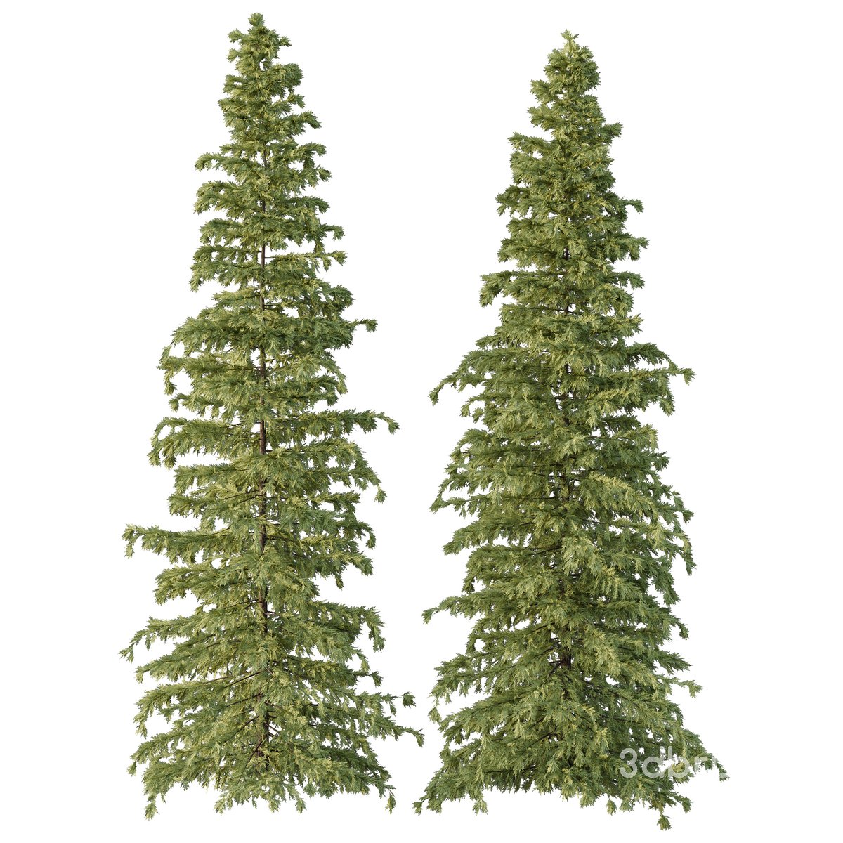 Cedrus deodara07 Image 4