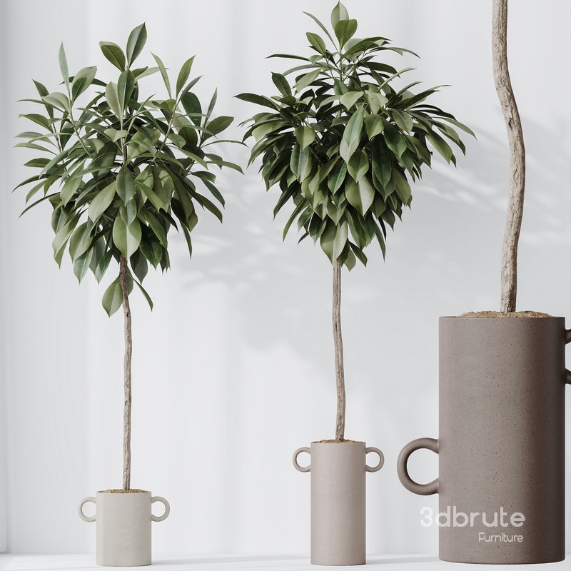 HousePlants Ficus Cyathistipula African Fig Set03 Image 2