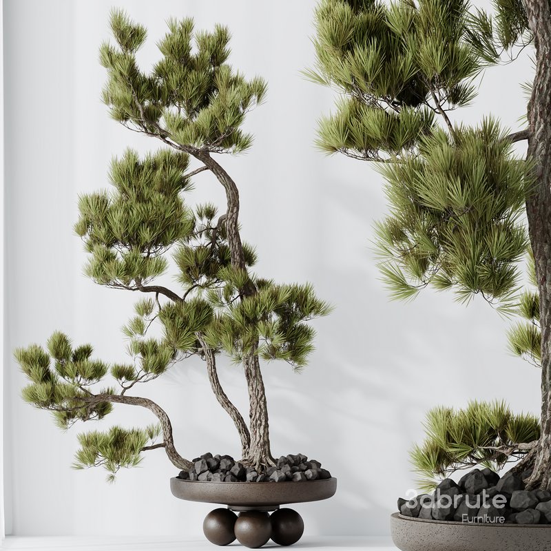 HQ HousePlants Bonsai Pinus Pentaphylla Thunbergii08 Image 4
