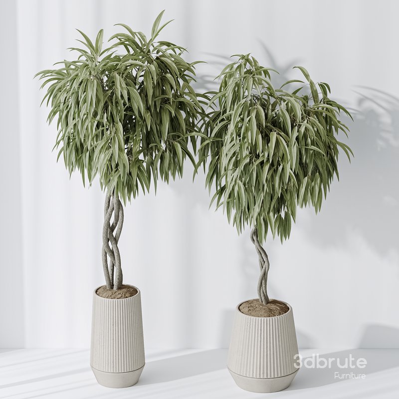 Indoor plant set 25 Image 3