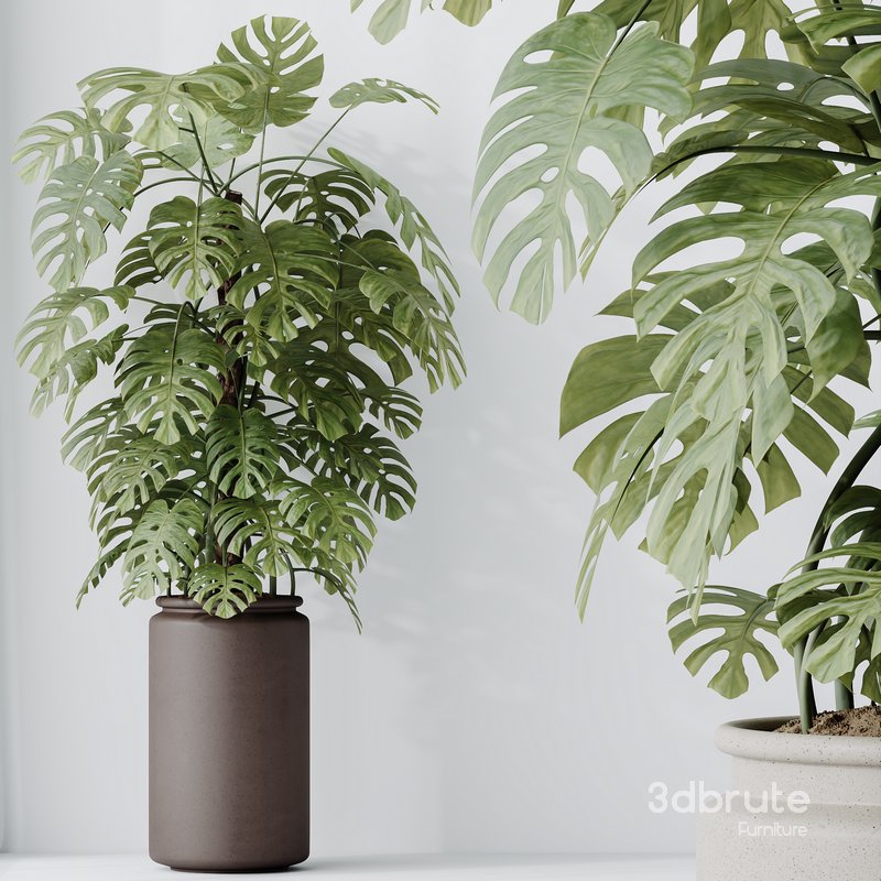 HousePlants Elegant Monstera Deliciosa Large Leaf Form Swiss Cheese Image 3