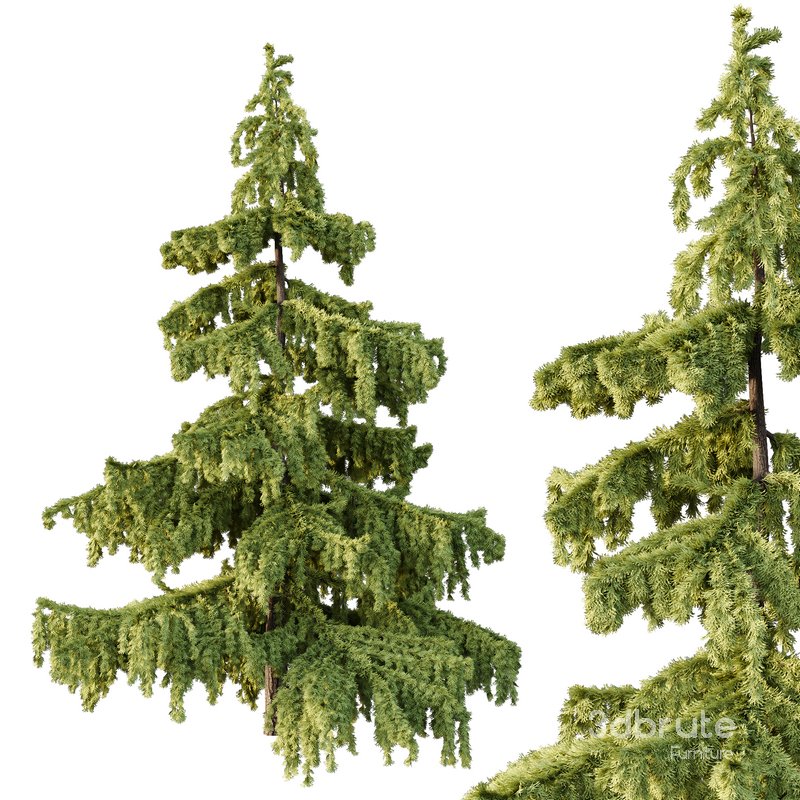 Cedrus deodara03 Image 3