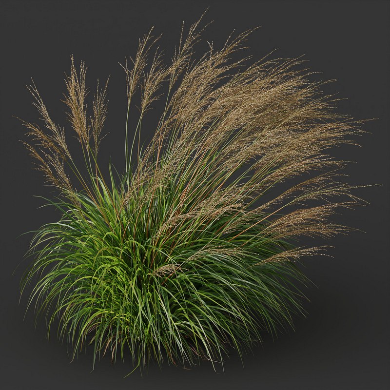 Grass 03 Image 5